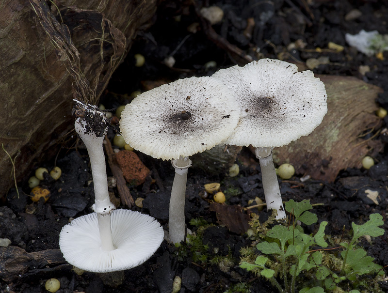 Leucocoprinus heinemannii